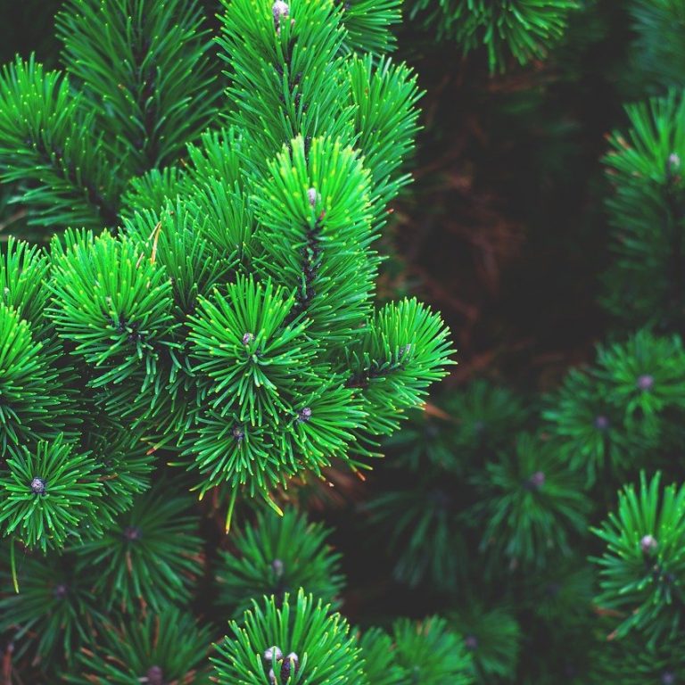 pine, plant, tree